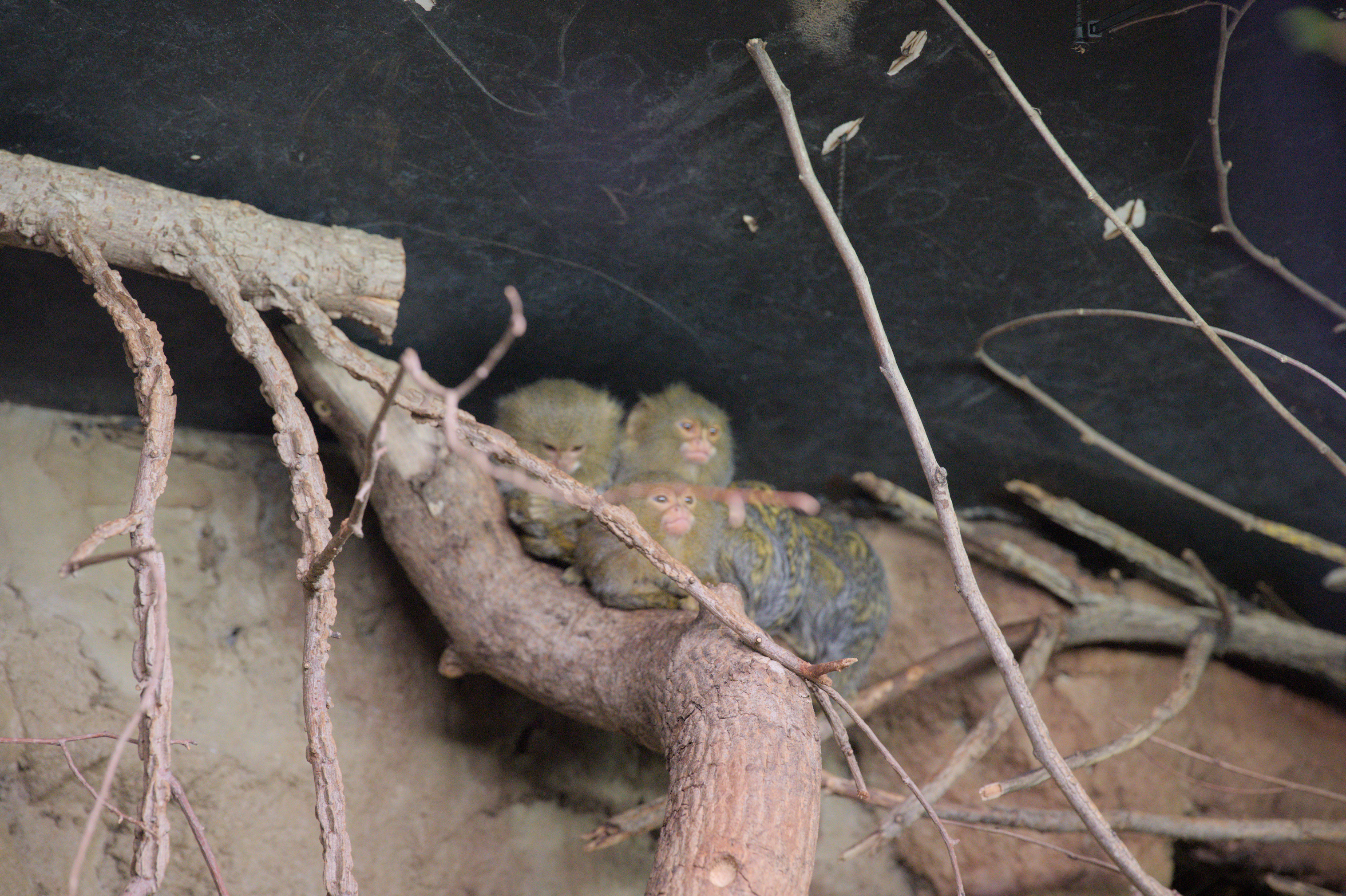 2025/10/12 - zoo/DSC_0126.jpg